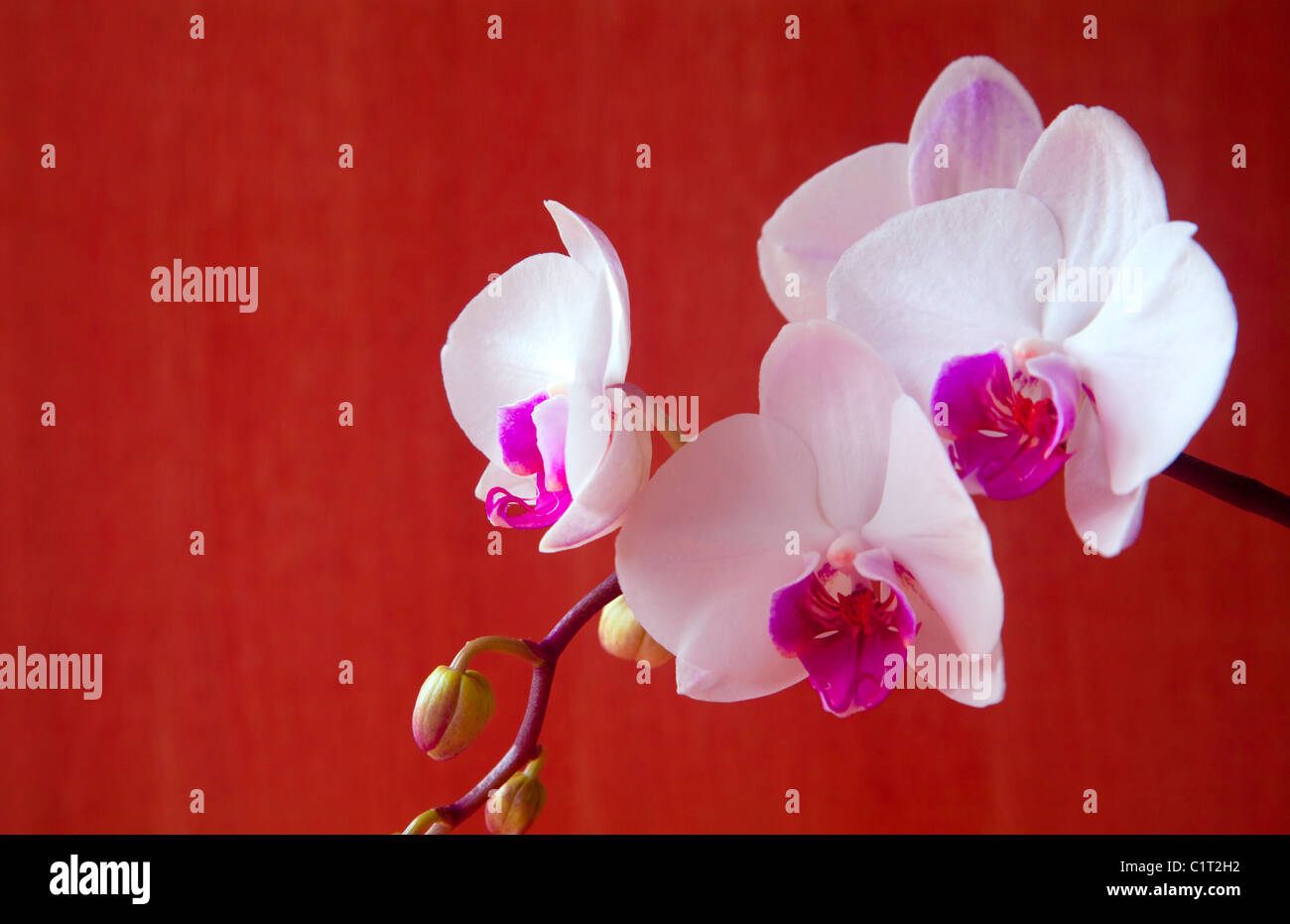 Sur un fond rouge orchidées Banque D'Images