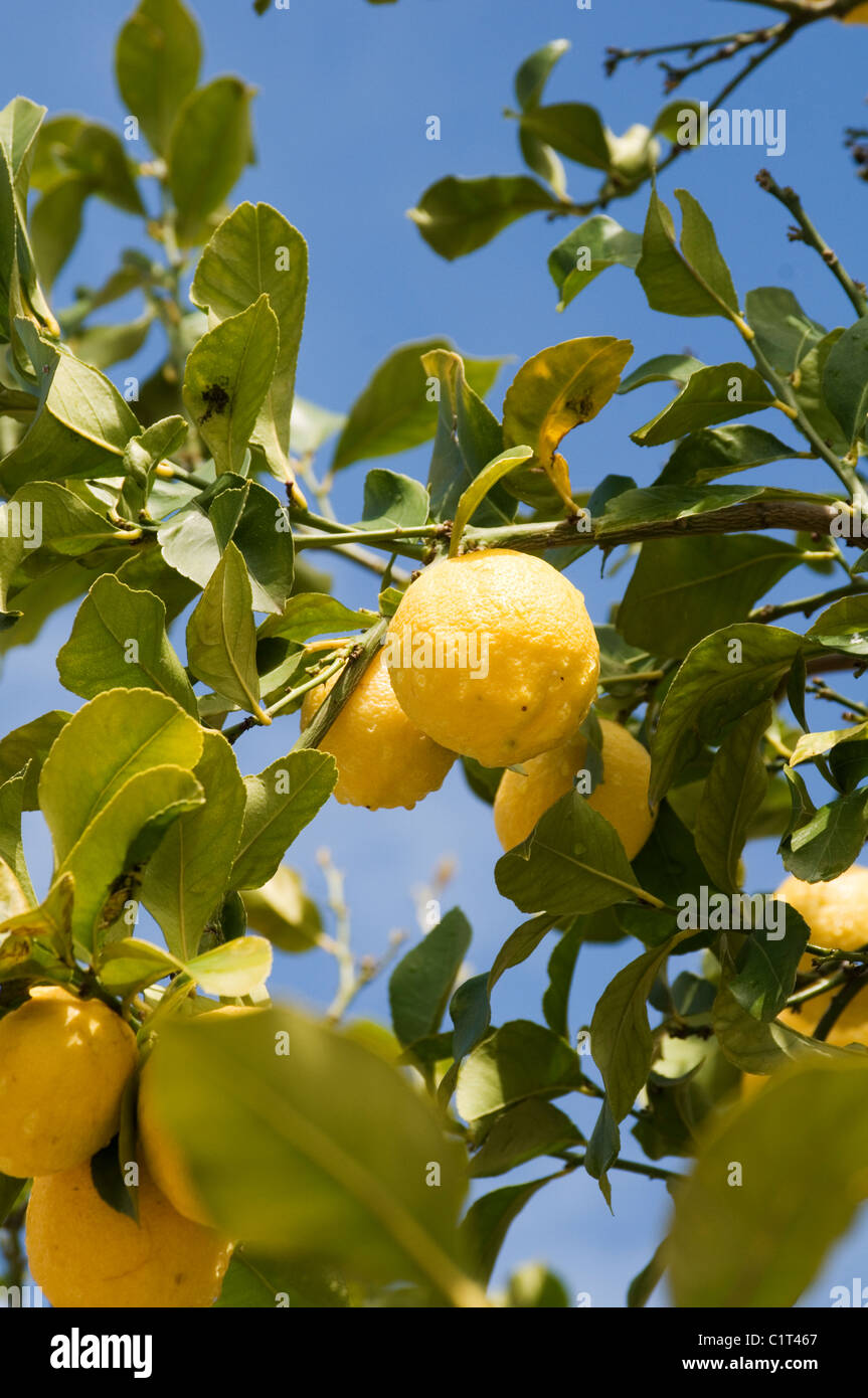 Citrons citron acide fruits agrumes arbre arbres italie italien sicilien scilly cultures récolte des jus fraîchement pressés en jus pr Banque D'Images