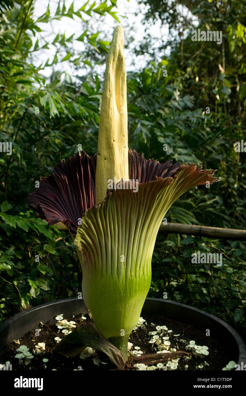 Un Titan Arum plante dans le biome des zones tropicales humides à l'Eden Project, Cornwall. Banque D'Images