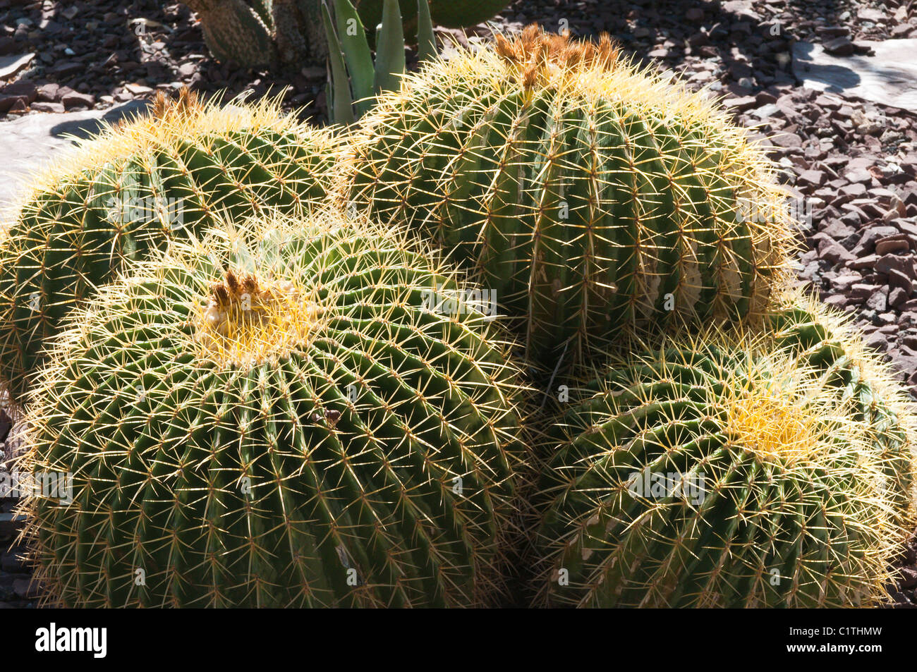 Phoenix, Arizona. Cactus au Jardin botanique du désert. Banque D'Images