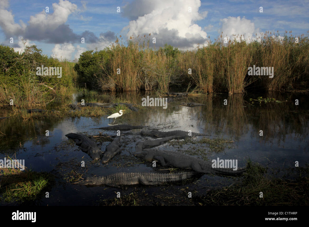 Aigrette Alligator le Parc National des Everglades en Floride Banque D'Images