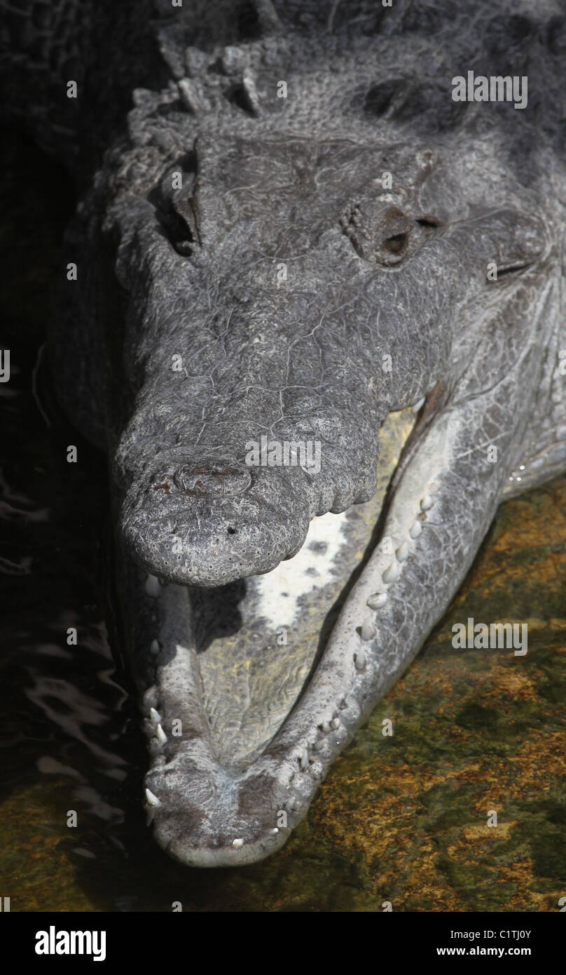 Crocodile Parc National des Everglades en Floride Banque D'Images