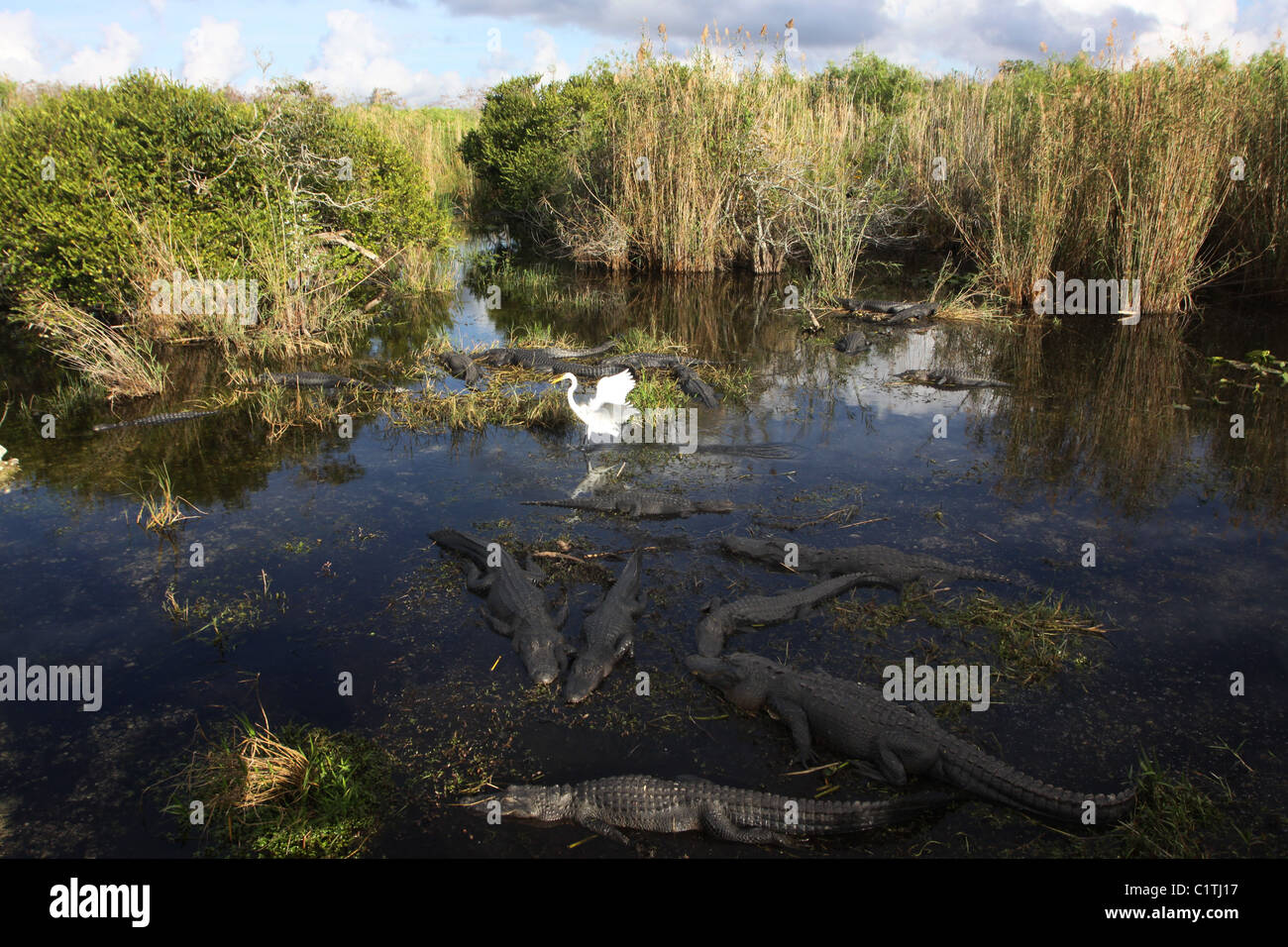 Aigrette Alligator le Parc National des Everglades en Floride Banque D'Images