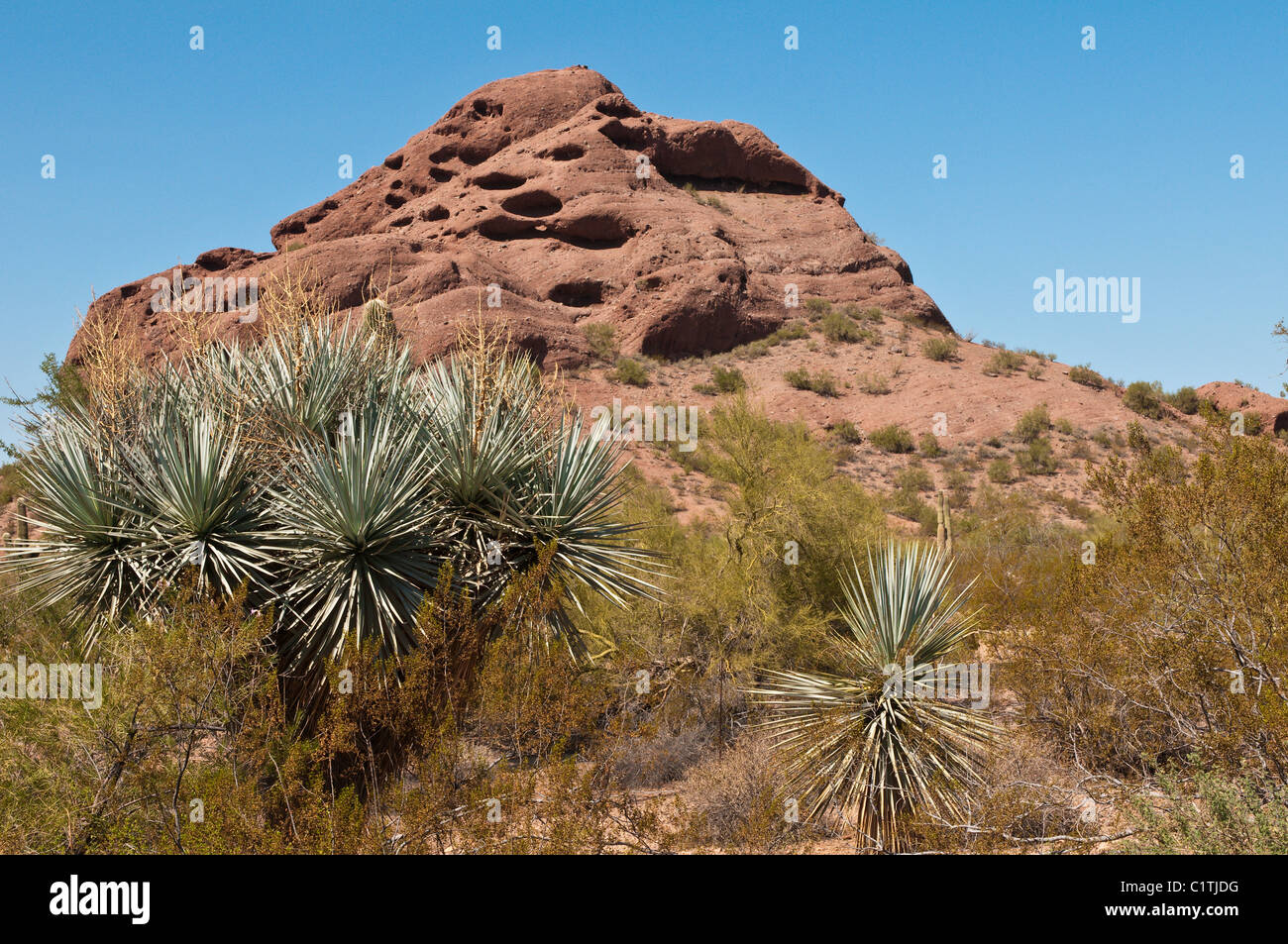 Phoenix, Arizona. Cactus au Jardin botanique du désert. Banque D'Images
