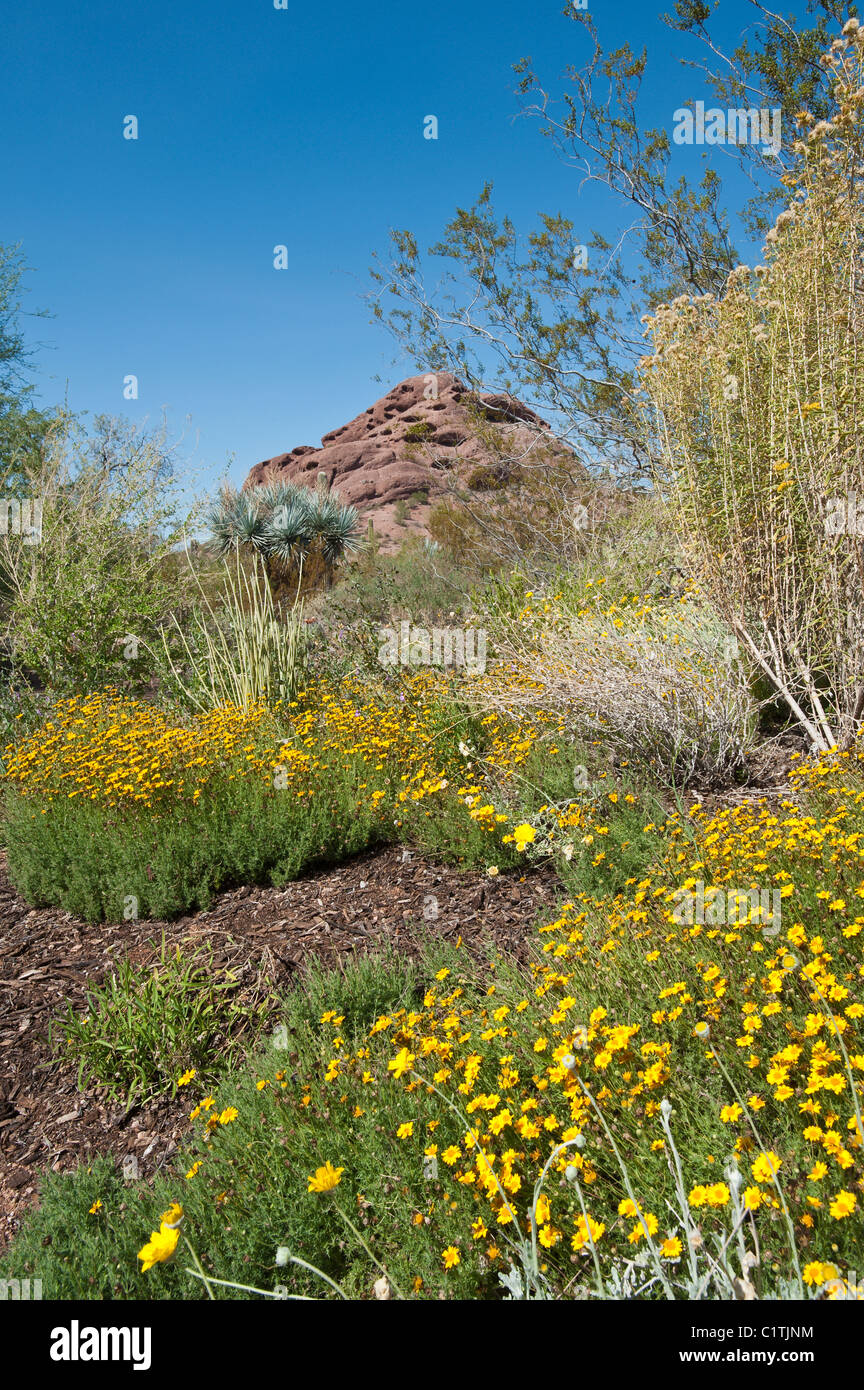 Phoenix, Arizona. Zinnia au désert Desert Botanical Garden. Banque D'Images