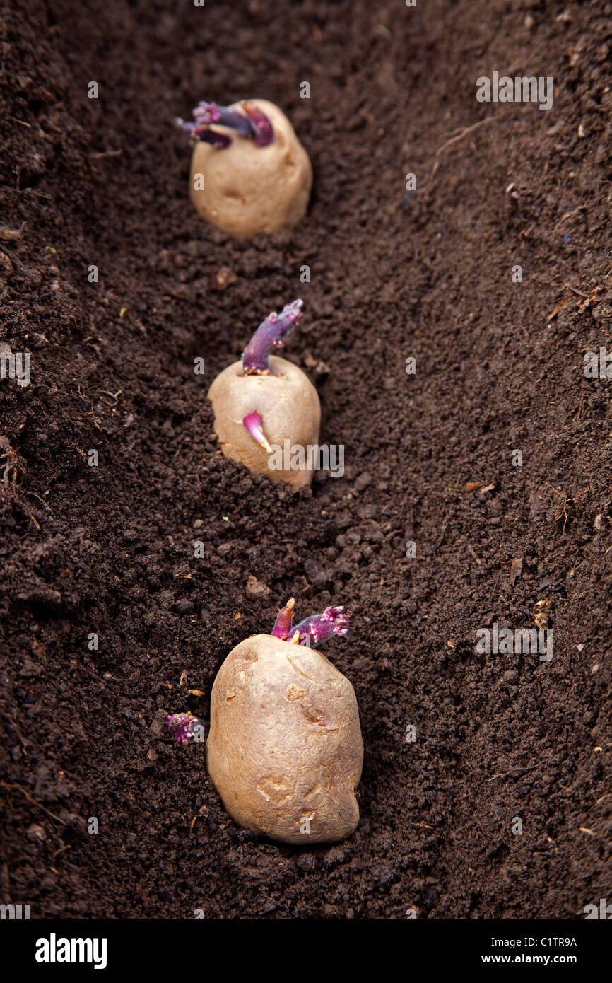 Pommes de terre Chitting sur prêt à planter dans le sol Banque D'Images