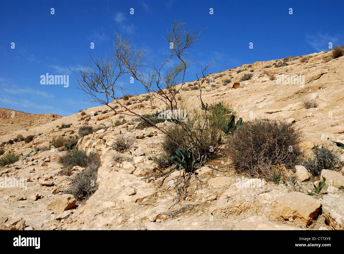 La végétation dans le désert. Fragment de désert du Néguev, en Israël. Banque D'Images