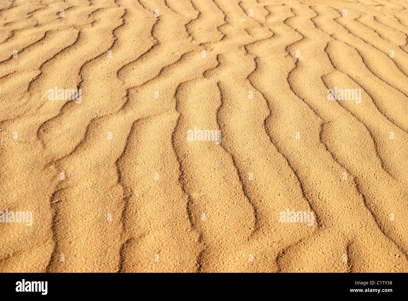 Les ondulations en forme de sable, peut utiliser pour l'arrière plan. Désert Néguev, Israël. Banque D'Images