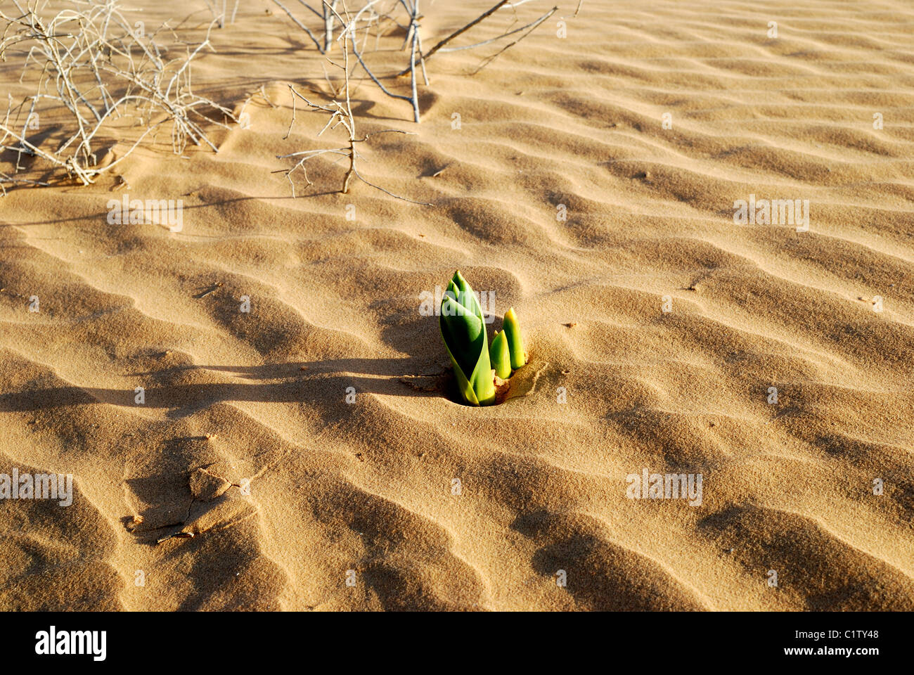 Printemps en désert. Plante verte dans le désert de sable. Prises dans le désert du Néguev, en Israël. Banque D'Images