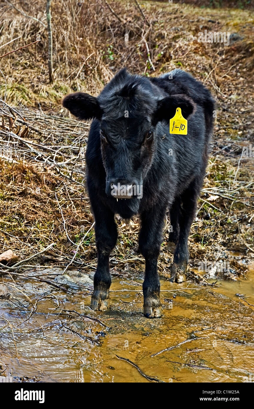 Cow standing dans une zone boueuse d'un pâturage avec un tag sur son oreille. Banque D'Images