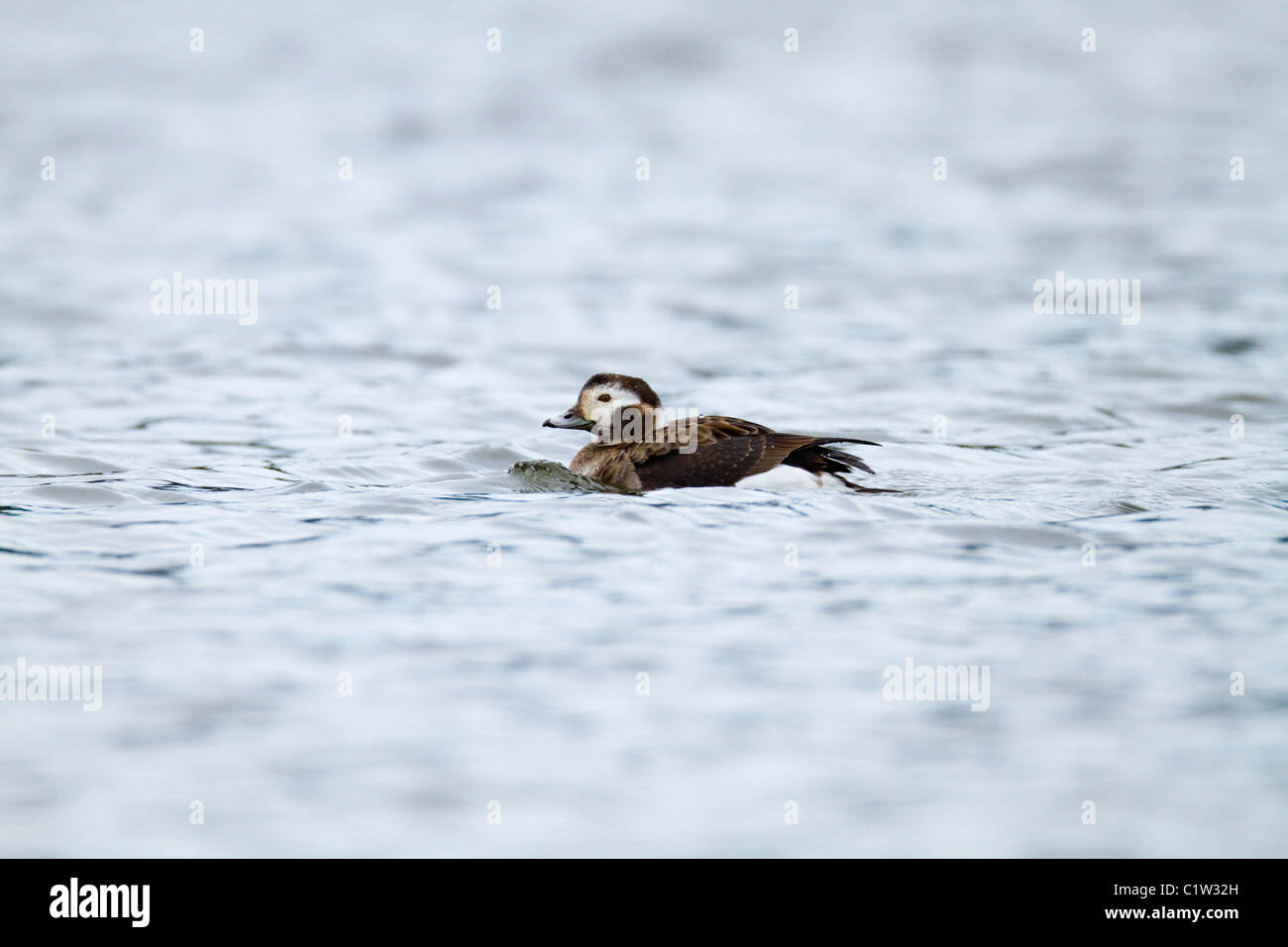 Longtemps ; Canard Clangula hyemalis ; femmes ; UK Banque D'Images