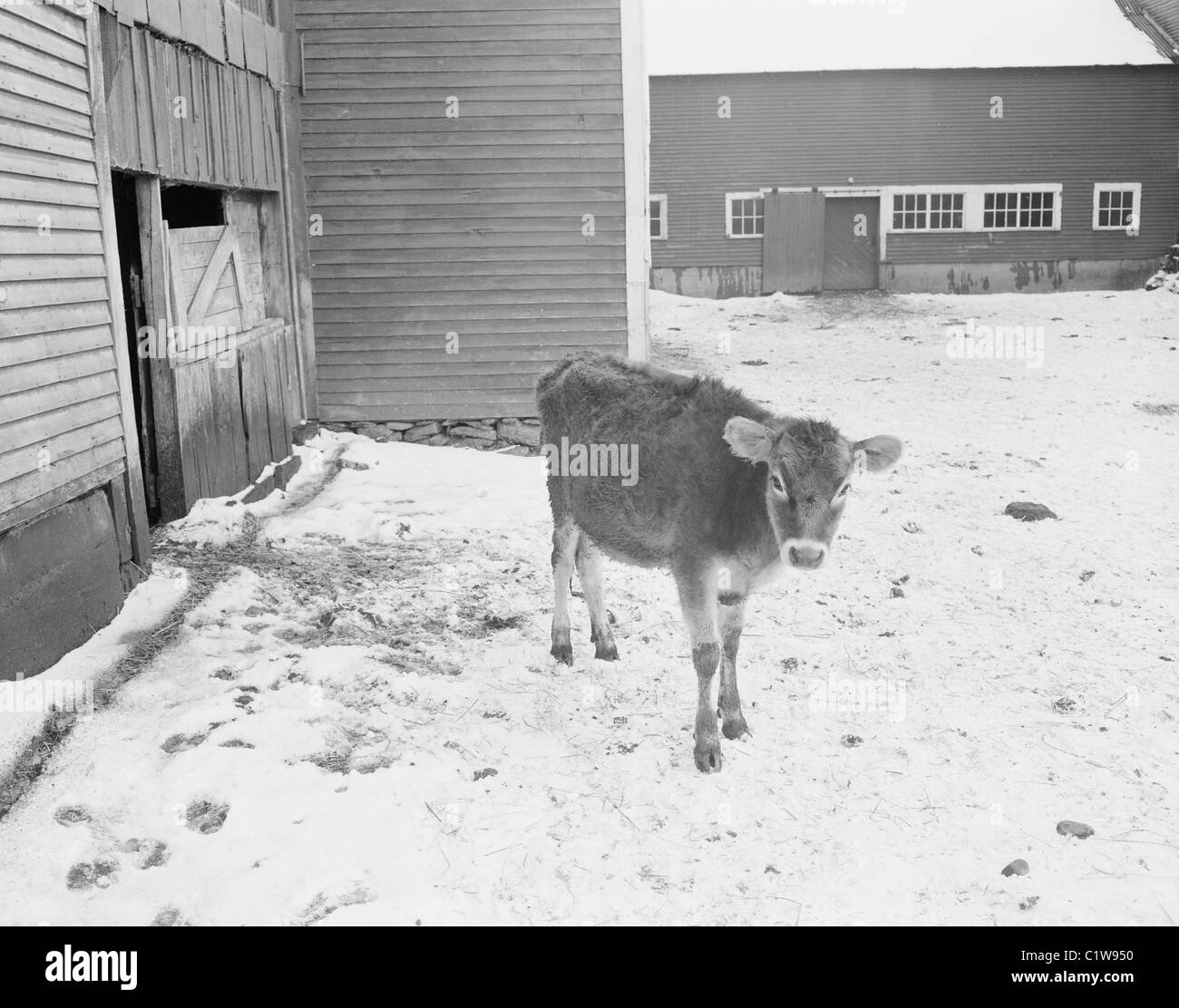 USA, New York, veaux dans la neige couverts barn yard Banque D'Images