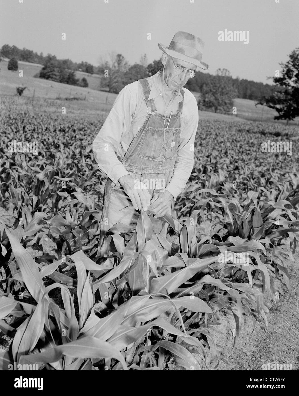 Contrôle de champ sur les plantes agriculteur Banque D'Images