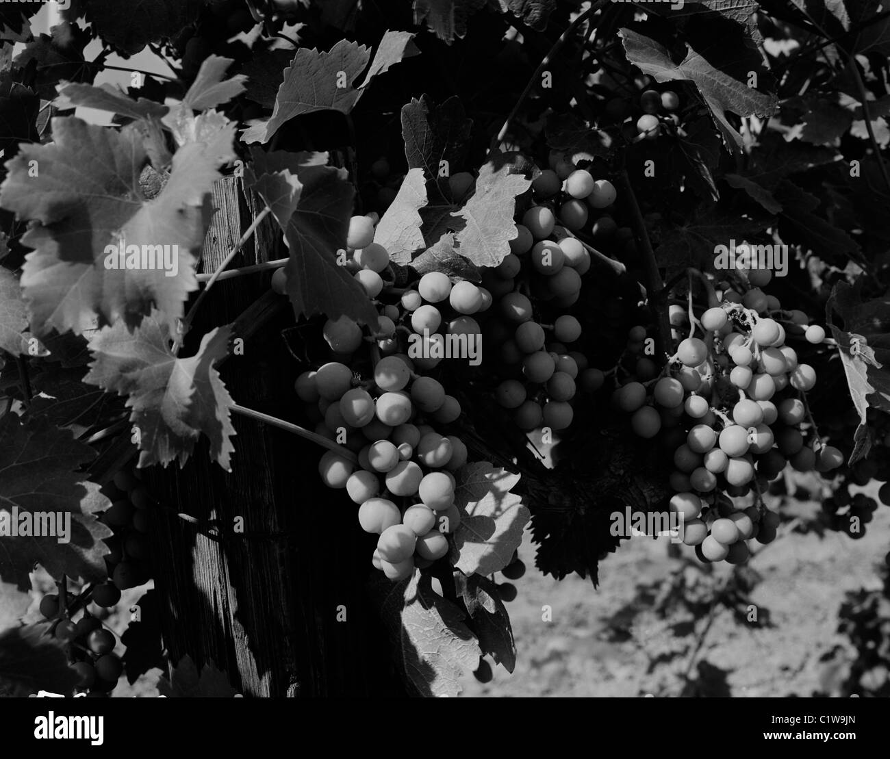 Ripes de raisins Banque D'Images