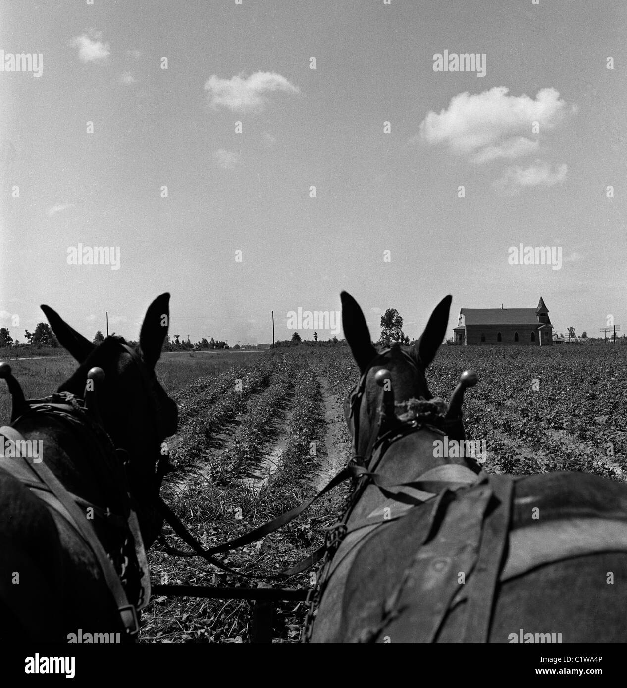 Travail sur les chevaux Banque D'Images