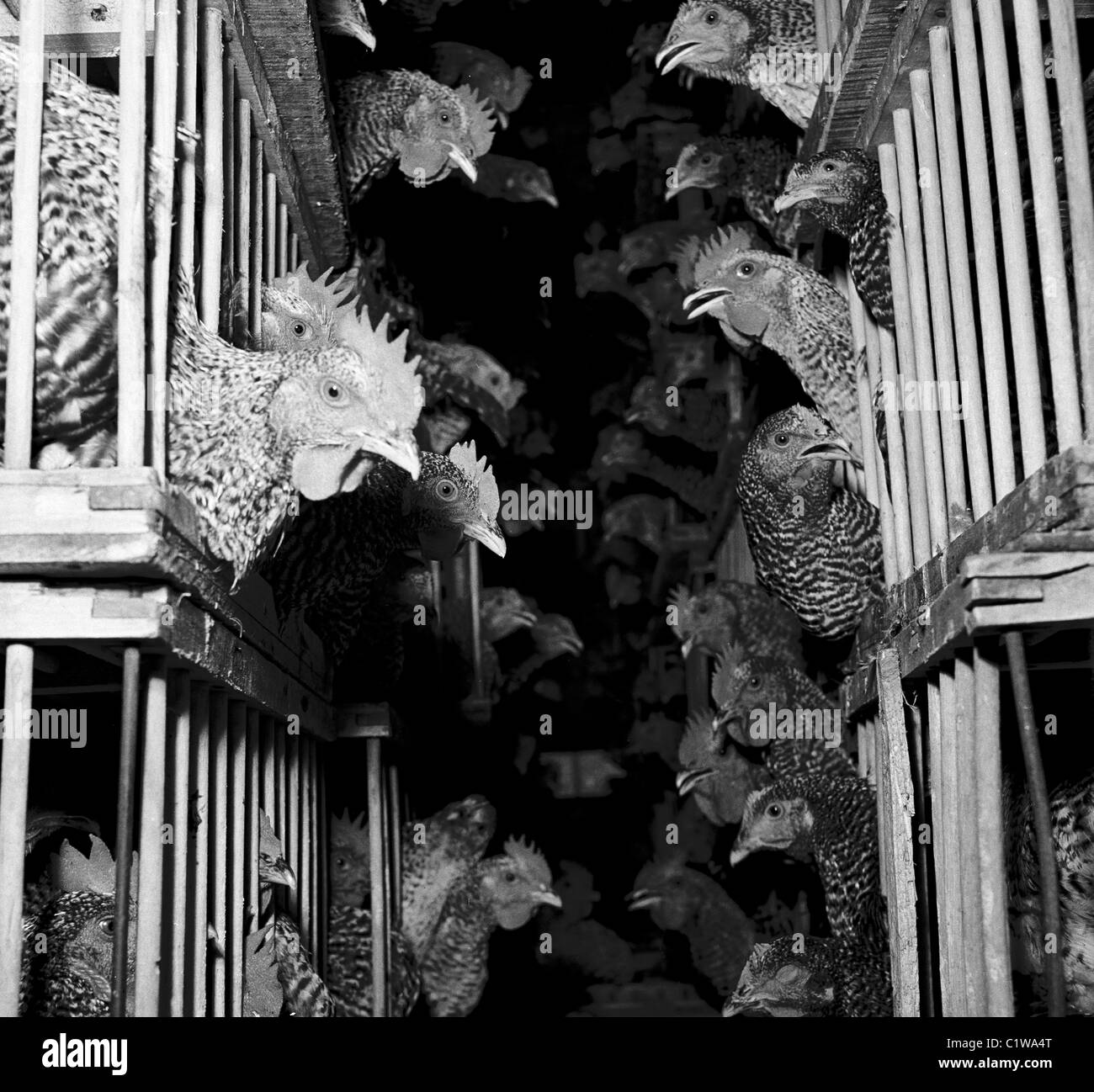 En cage de poulet Banque D'Images