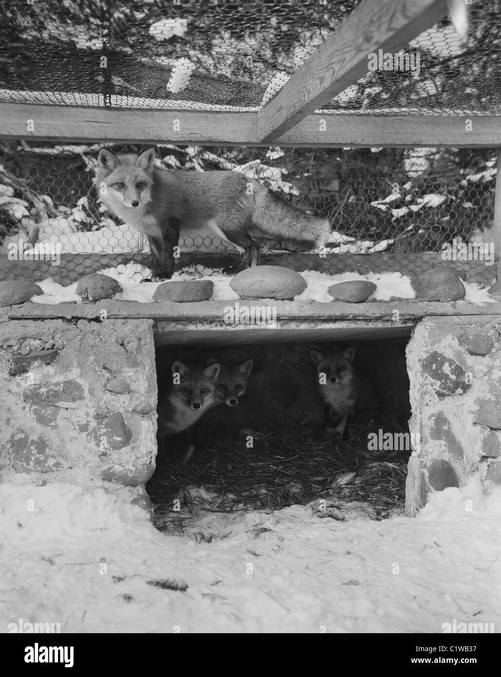 USA, New York, Long Island, les renards au stylo sur Fox Farm. Banque D'Images