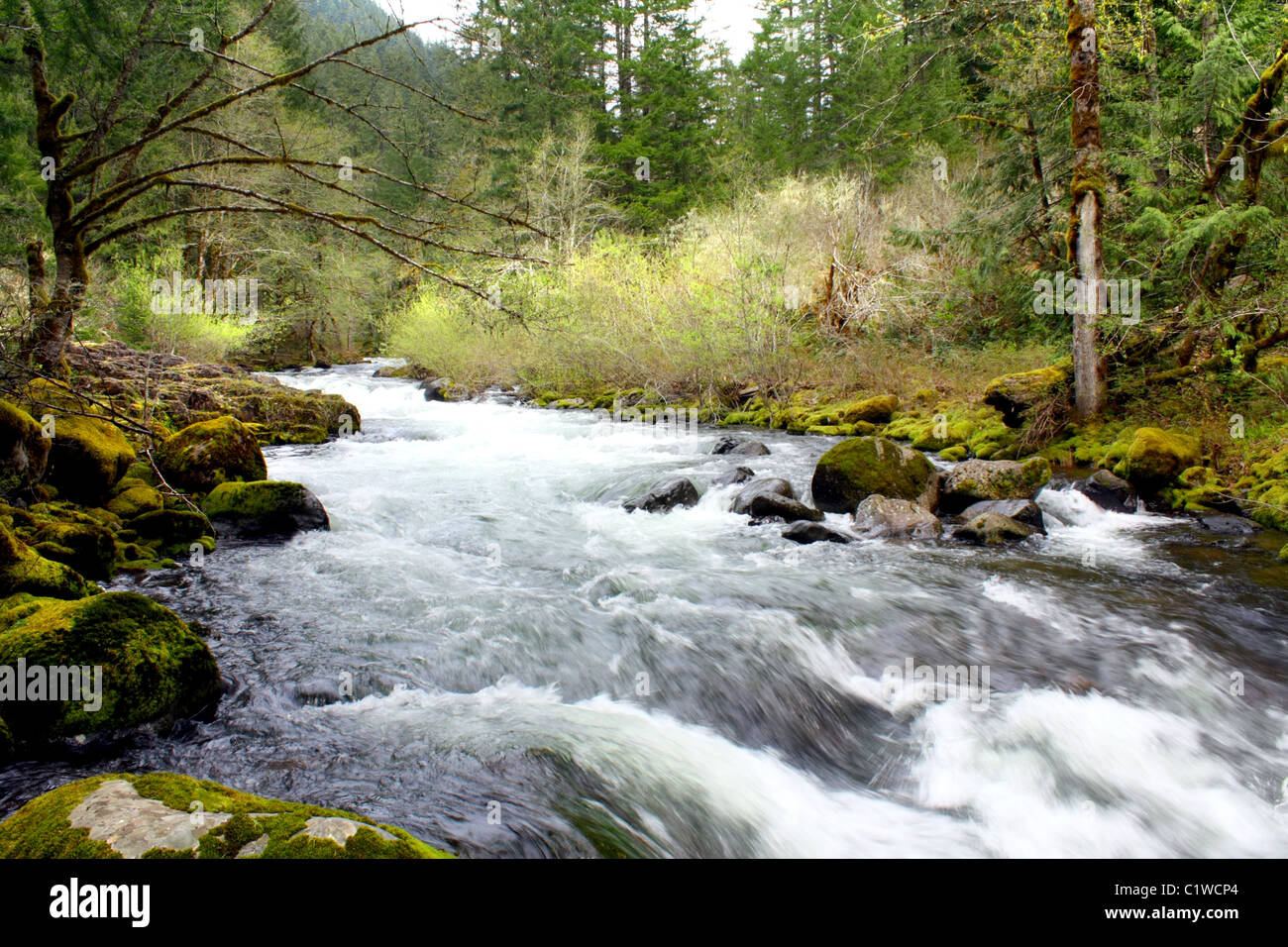 Un ressort la forte circulation, légèrement enflée Roaring River qui coule vers l'ouest de l'Oregon est des Cascades. Banque D'Images
