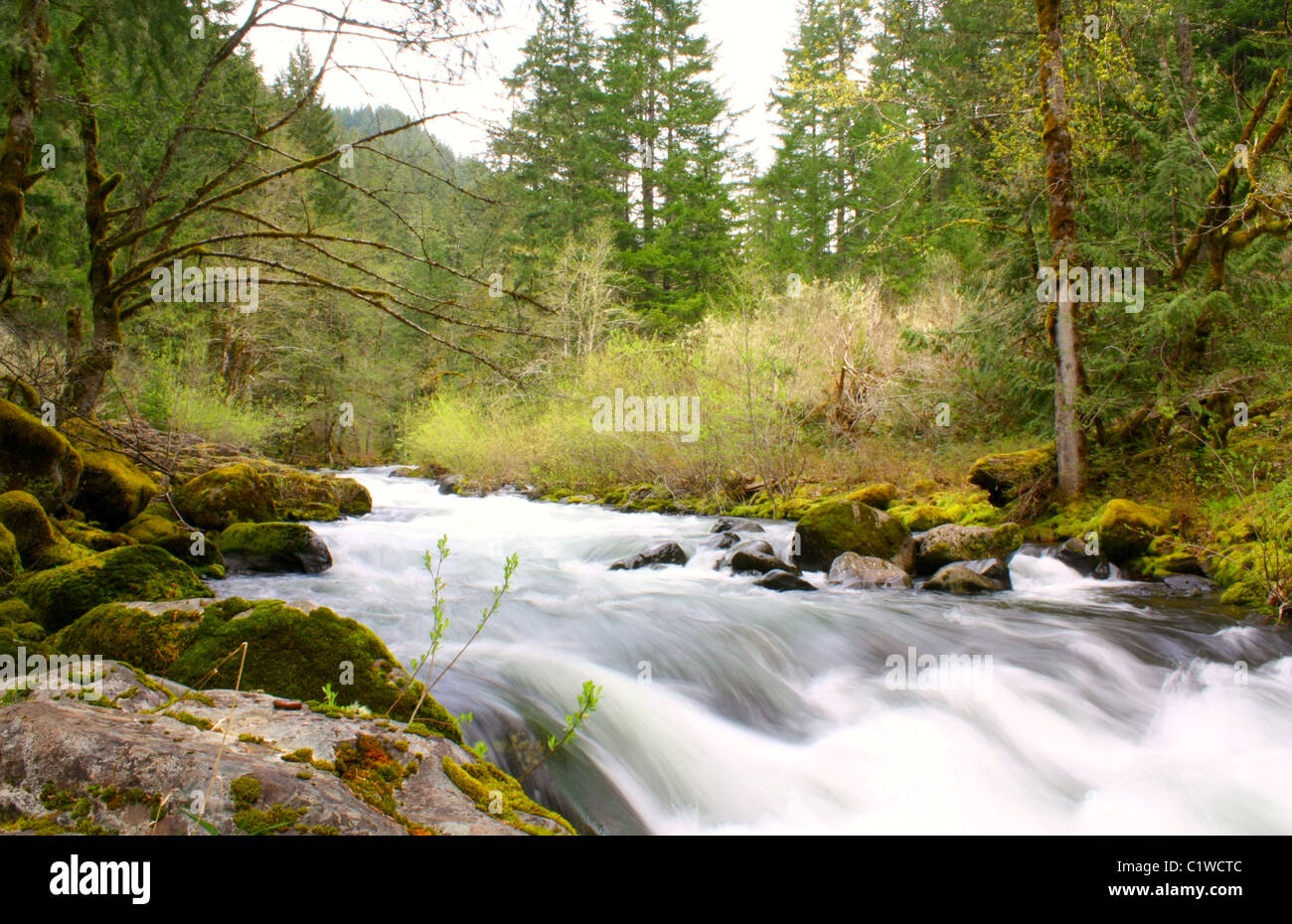 Une vue des rapides de printemps d'un solide-fluide, légèrement enflée Roaring River qui coule vers l'ouest de l'Oregon est le mont Cascade Banque D'Images