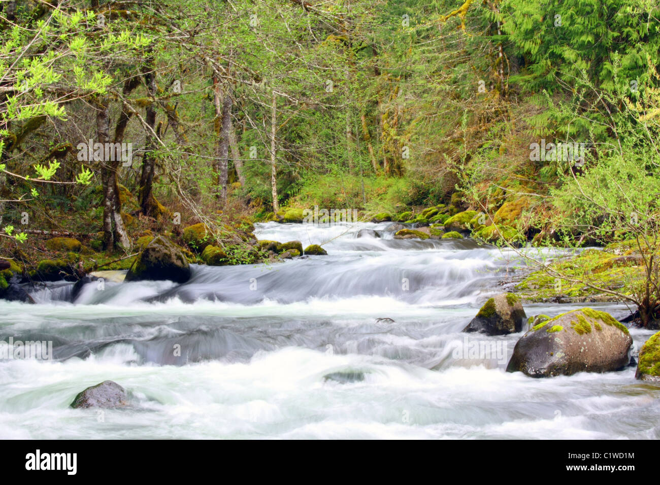 Une vue des rapides de printemps d'un solide-fluide, légèrement enflée Roaring River qui coule vers l'ouest de l'Oregon est le mont Cascade Banque D'Images