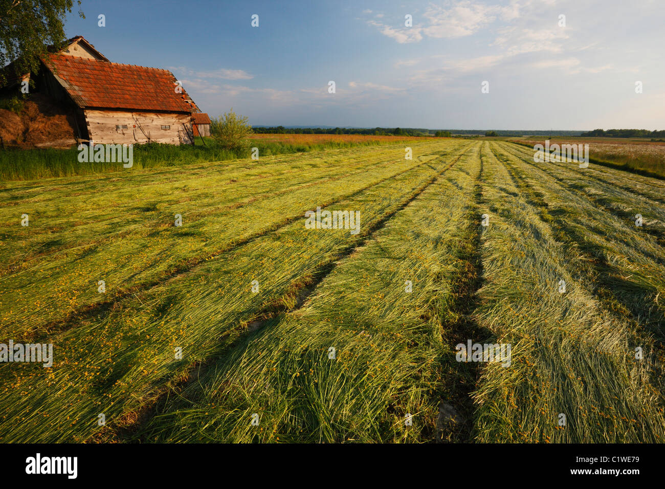 Prairie, terres agricoles Banque D'Images