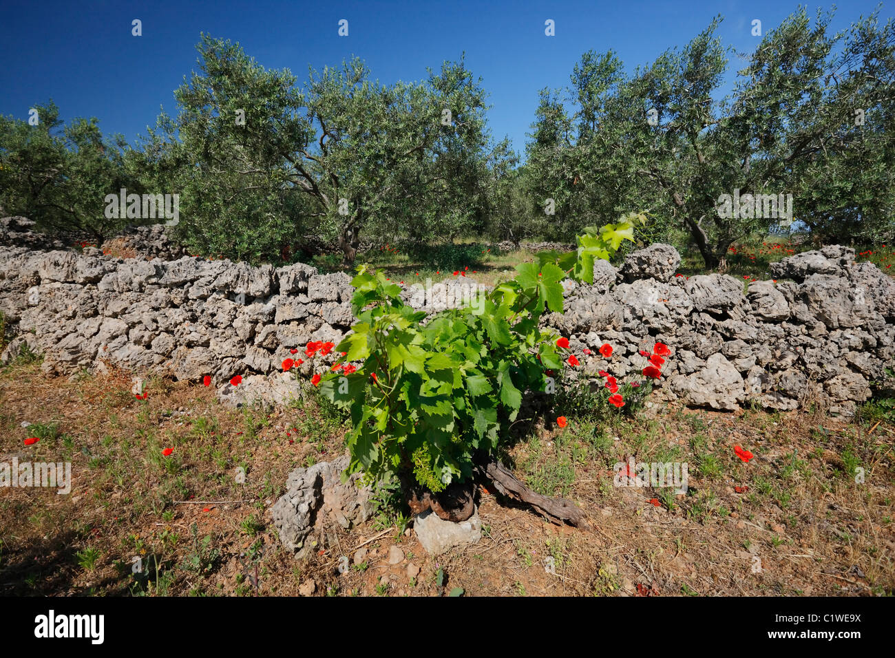 Vignoble avec poppy's Banque D'Images