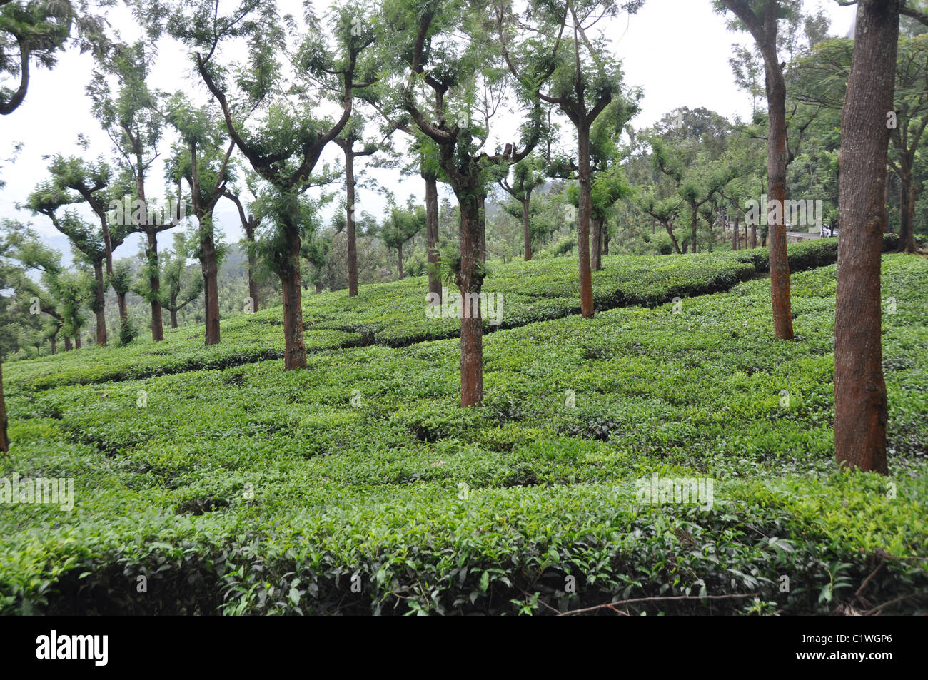 Jardins de thé en Inde du sud Asie Banque D'Images