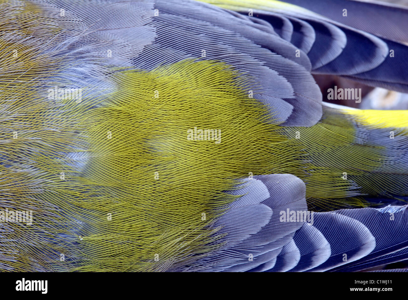 Verdier (Carduelis choris) plumes close up, England, UK Banque D'Images