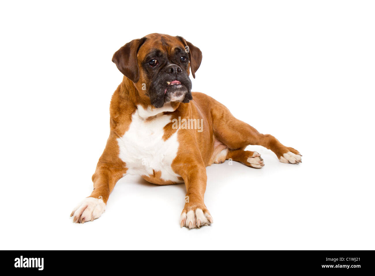 Chien Boxer Banque D'Images