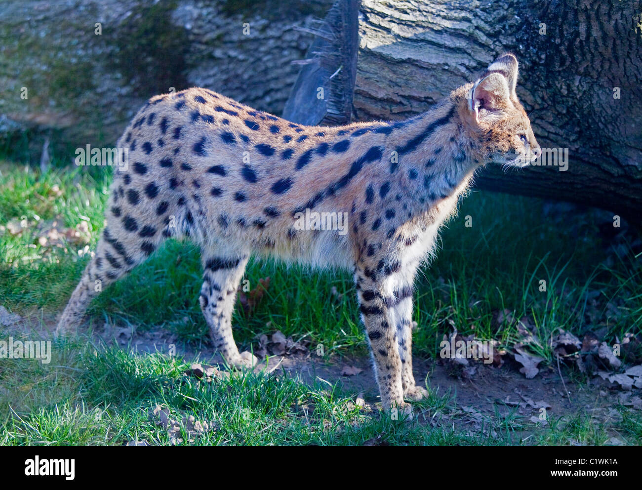 Serval Leptailurus Serval Banque De Photographies Et D images Haute serval-leptailurus-serval-banque-de-photographies-et-d-images-haute