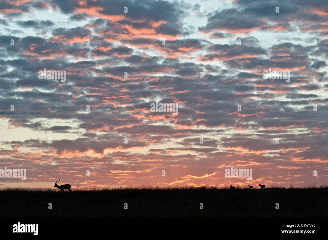 L'aube avec des silhouettes d'animaux, Masai Mara National Reserve, Kenya, Africa Banque D'Images