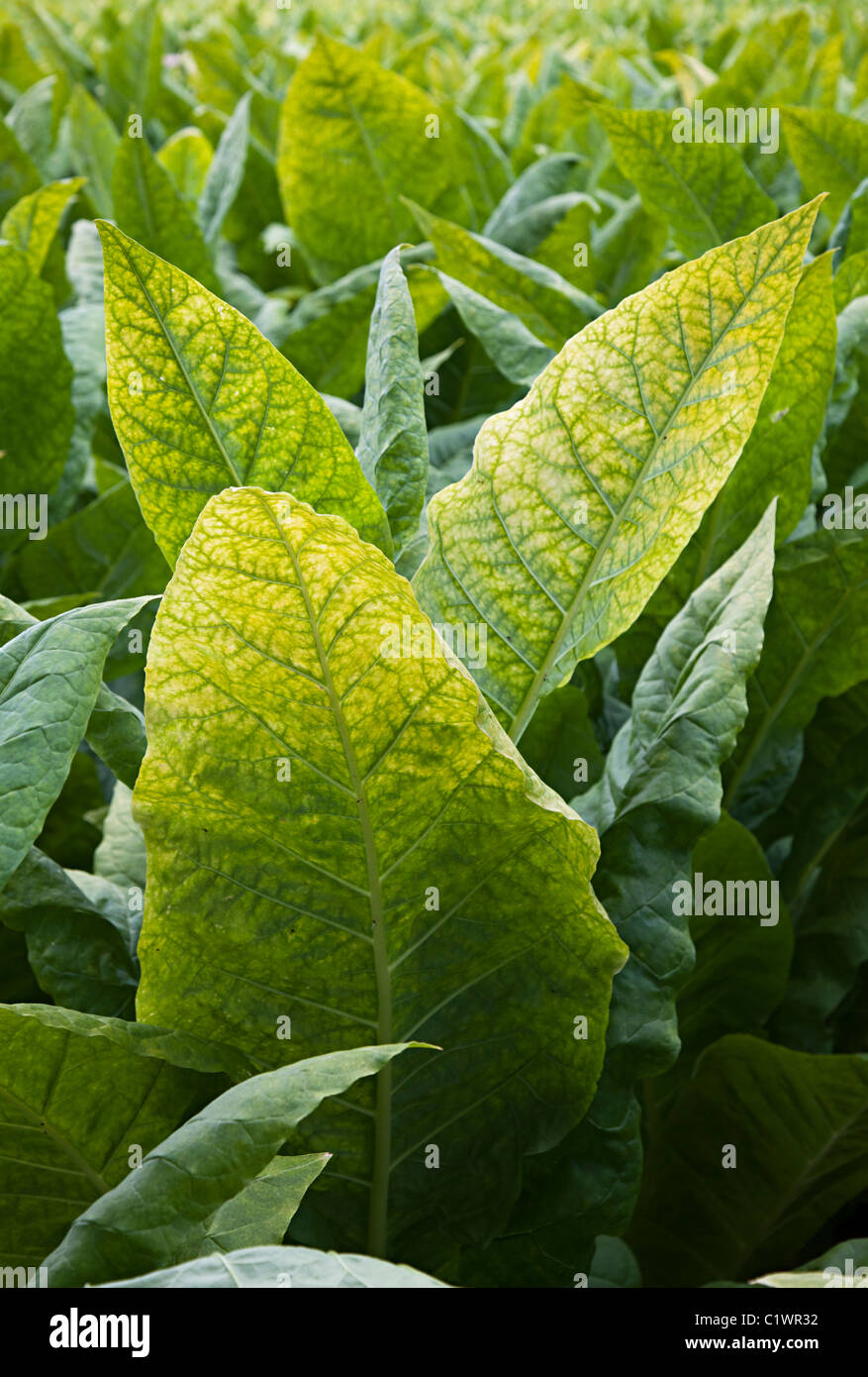 Tobacco crop Banque de photographies et d’images à haute résolution Alamy