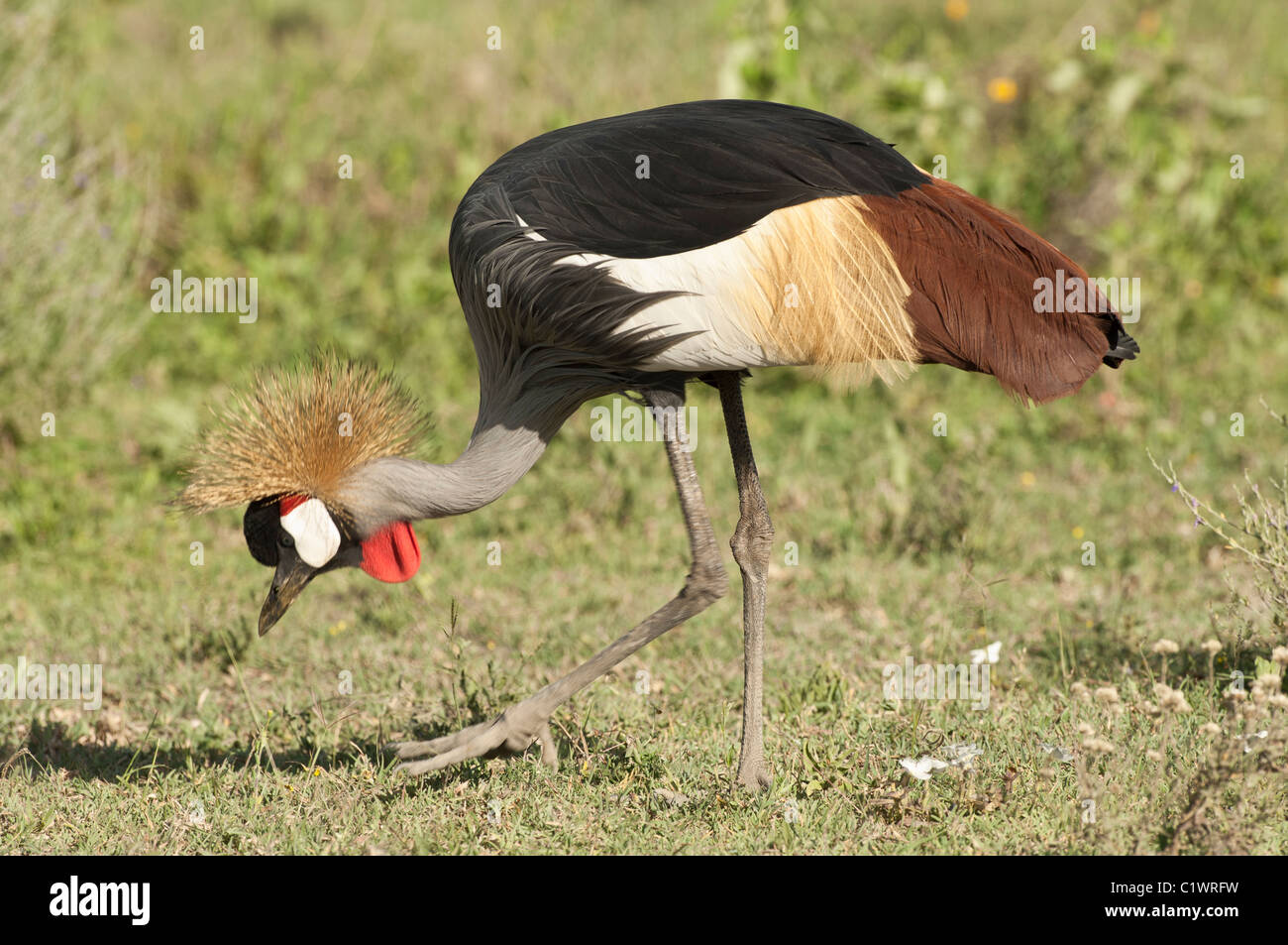 Stock photo d'une grue couronnée l'alimentation sur les plaines à herbes courtes de l'écosystème du Serengeti. Banque D'Images