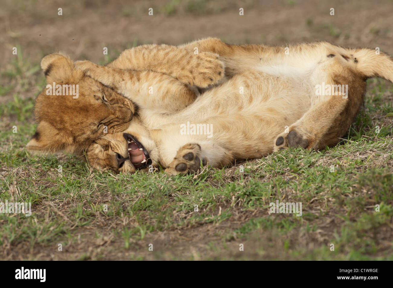 Stock photo de deux lionceaux wrestling. Banque D'Images