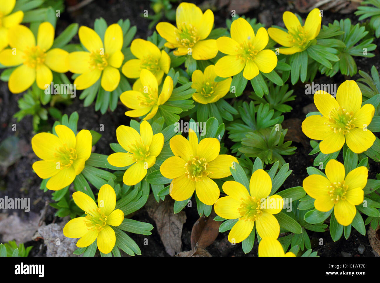 Aconit d'hiver en fleurs fleur fleurs jaune aconites Eranthis hyemalis Banque D'Images