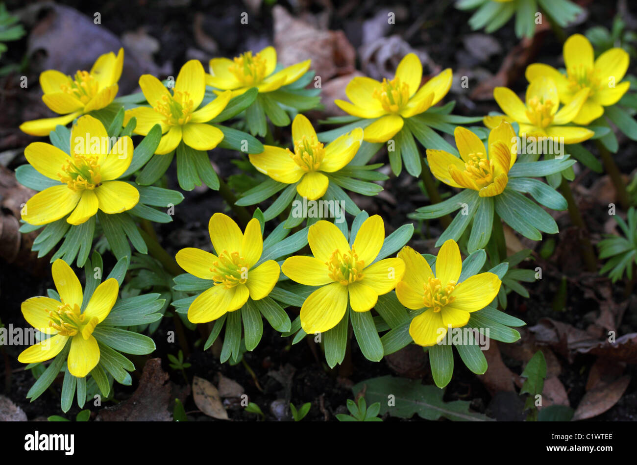 Aconit d'hiver en fleurs fleur fleurs jaune aconites Eranthis hyemalis Banque D'Images