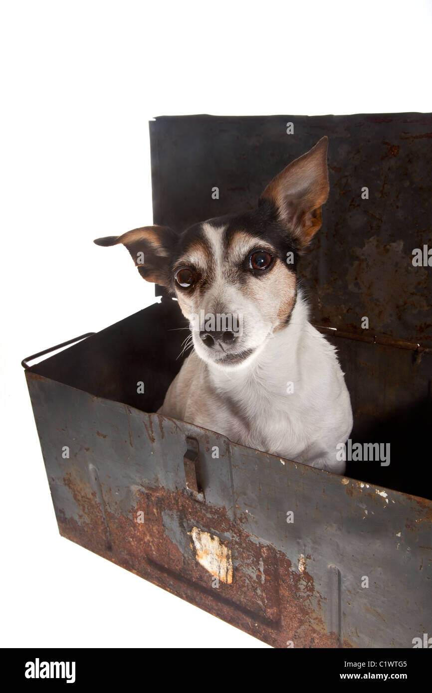 Le petit jack Russel dans récipient en métal sur fond blanc Banque D'Images