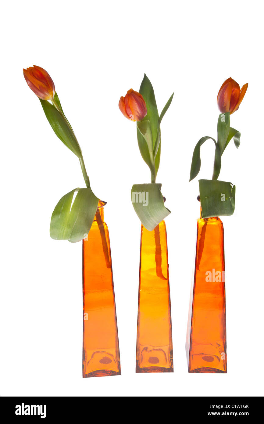 Tulipes orange orange dans des vases pour queensday néerlandais Banque D'Images