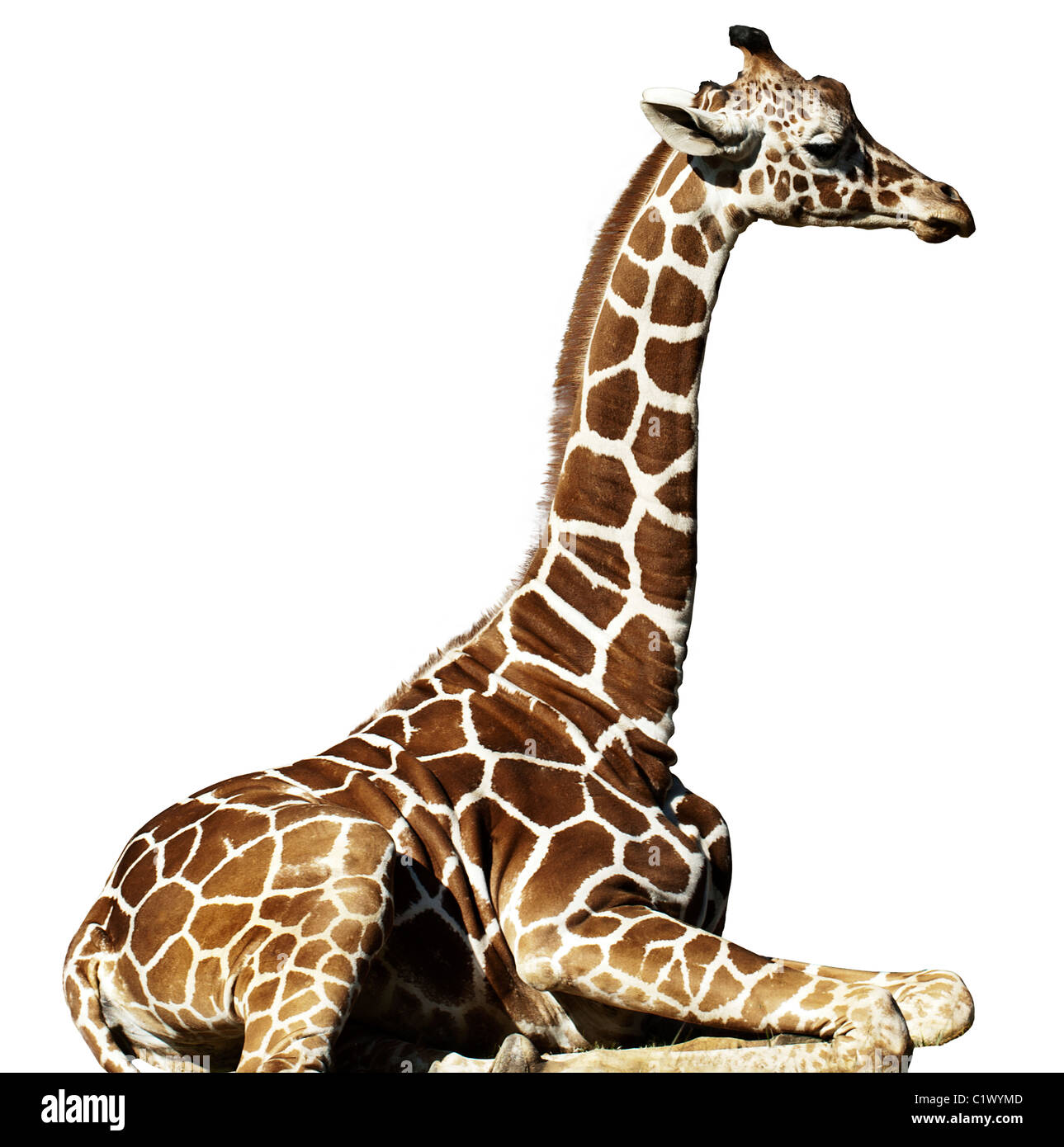 Une jeune girafe assis, isolé sur un fond blanc. Banque D'Images