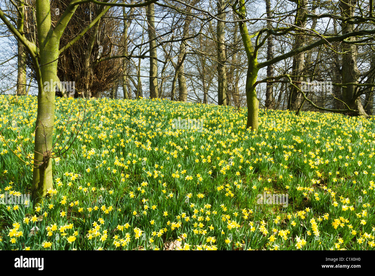 Les jonquilles sauvages poussant dans un parc de pays dans les Midlands Banque D'Images
