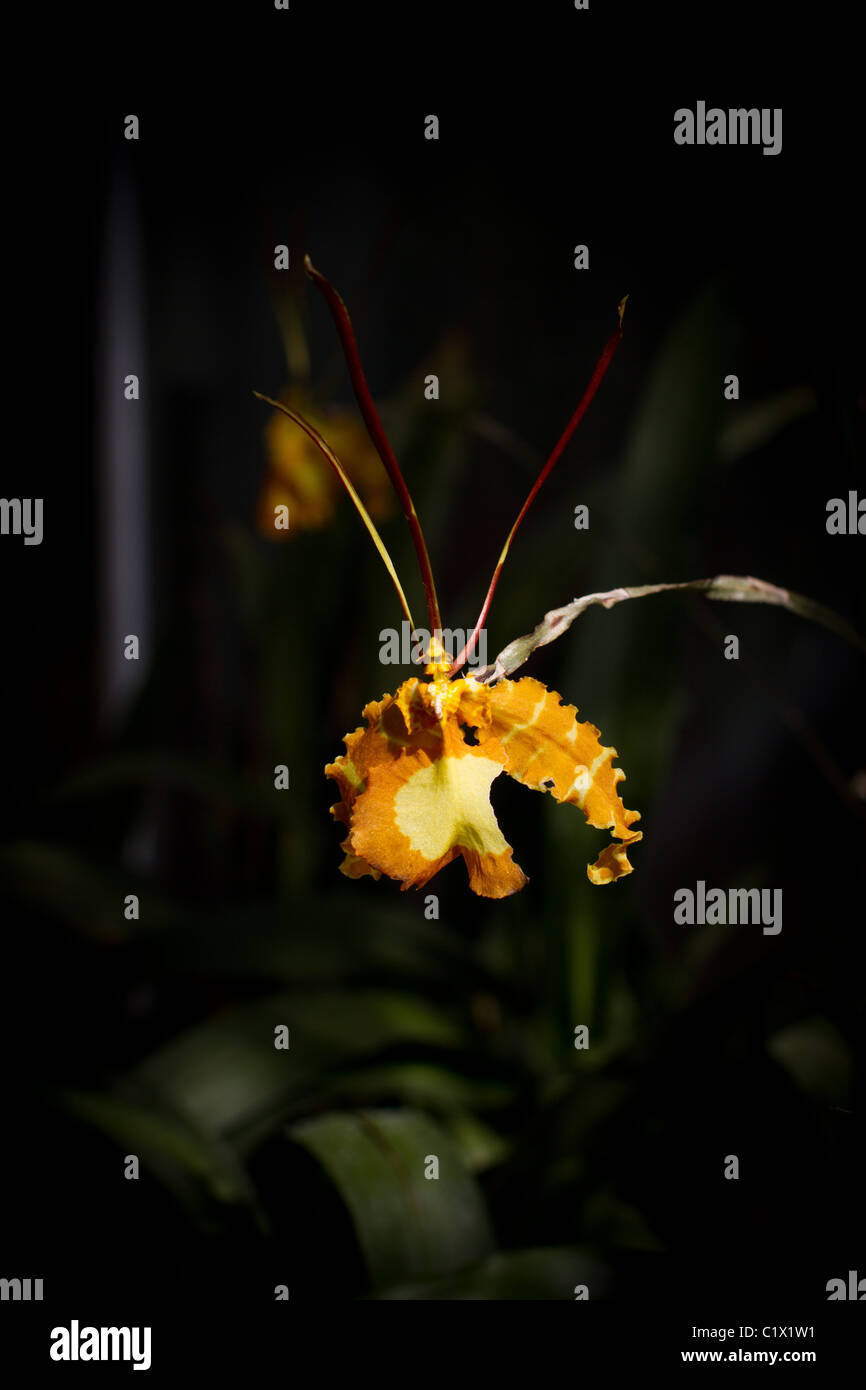 Orchidée papillon (Psychopsis papilio) Banque D'Images