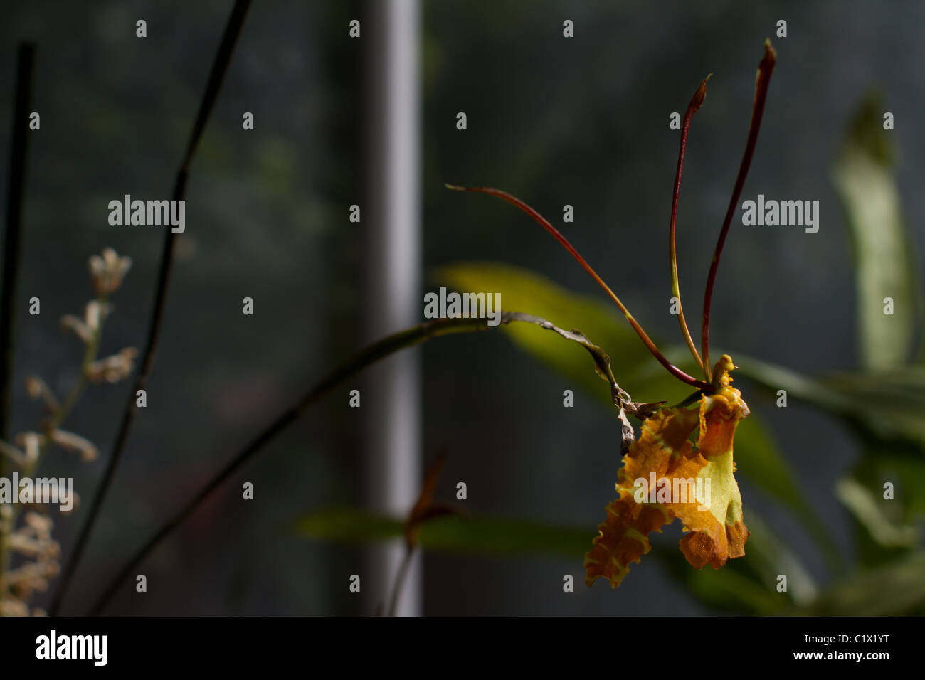 Orchidée papillon (Psychopsis papilio) Banque D'Images