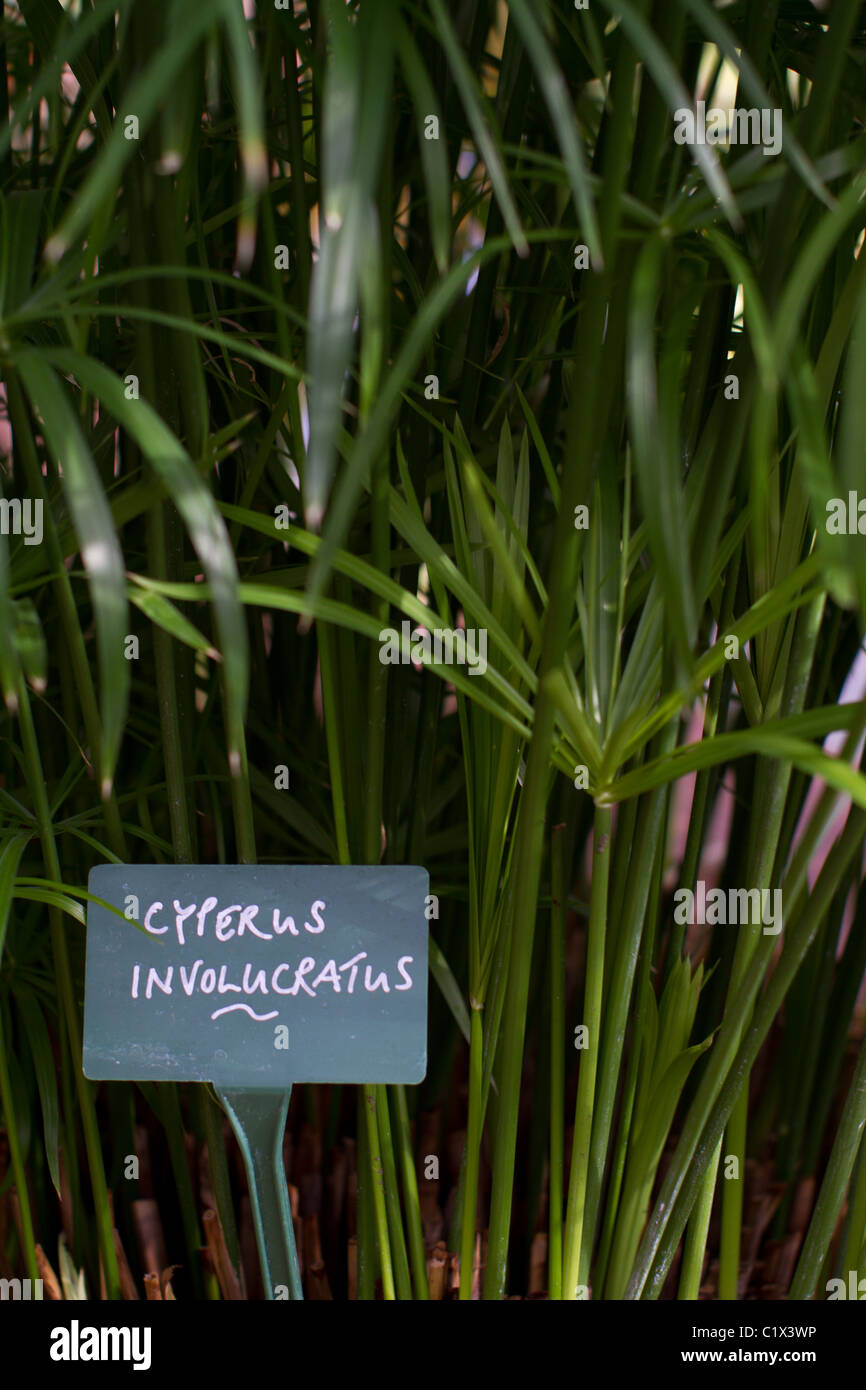 Cyperus involucratus (carex parapluie) Banque D'Images