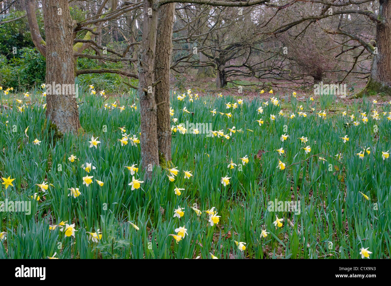 Les jonquilles sauvages (Narcissus pseudonarcissus) en forêt dans les Alpes, au printemps. Banque D'Images