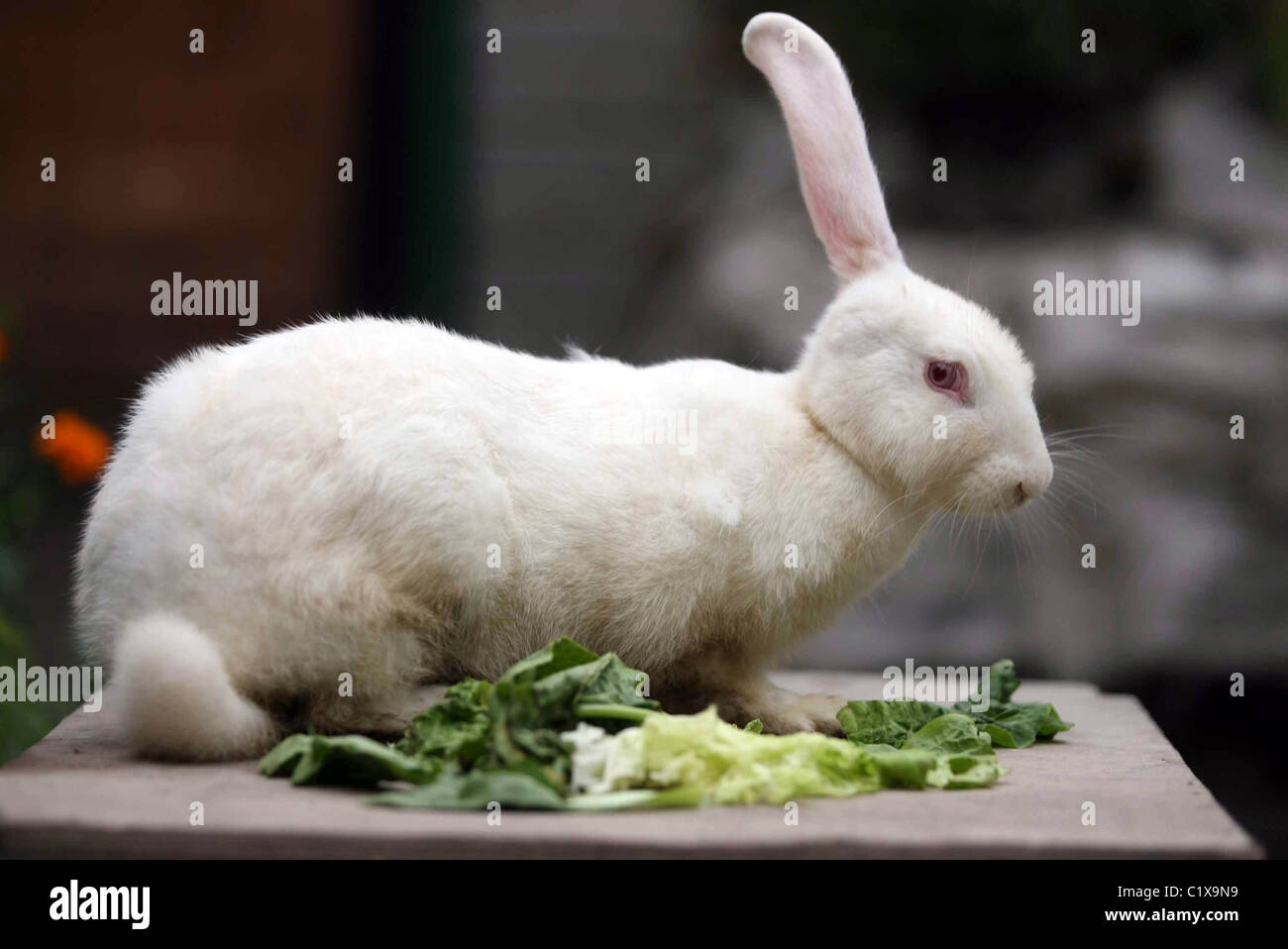 Lop-verso ce lapin lapin a besoin d'un peu d'aide pour éviter les prédateurs - il est né en Chine avec juste une oreille ! ** ** Banque D'Images