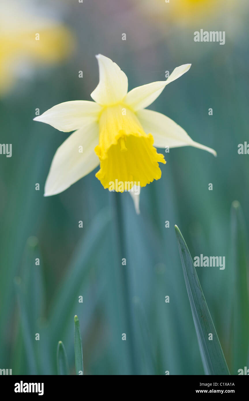 Les jonquilles sauvages (Narcissus pseudonarcissus) en forêt dans les Alpes, au printemps. Banque D'Images