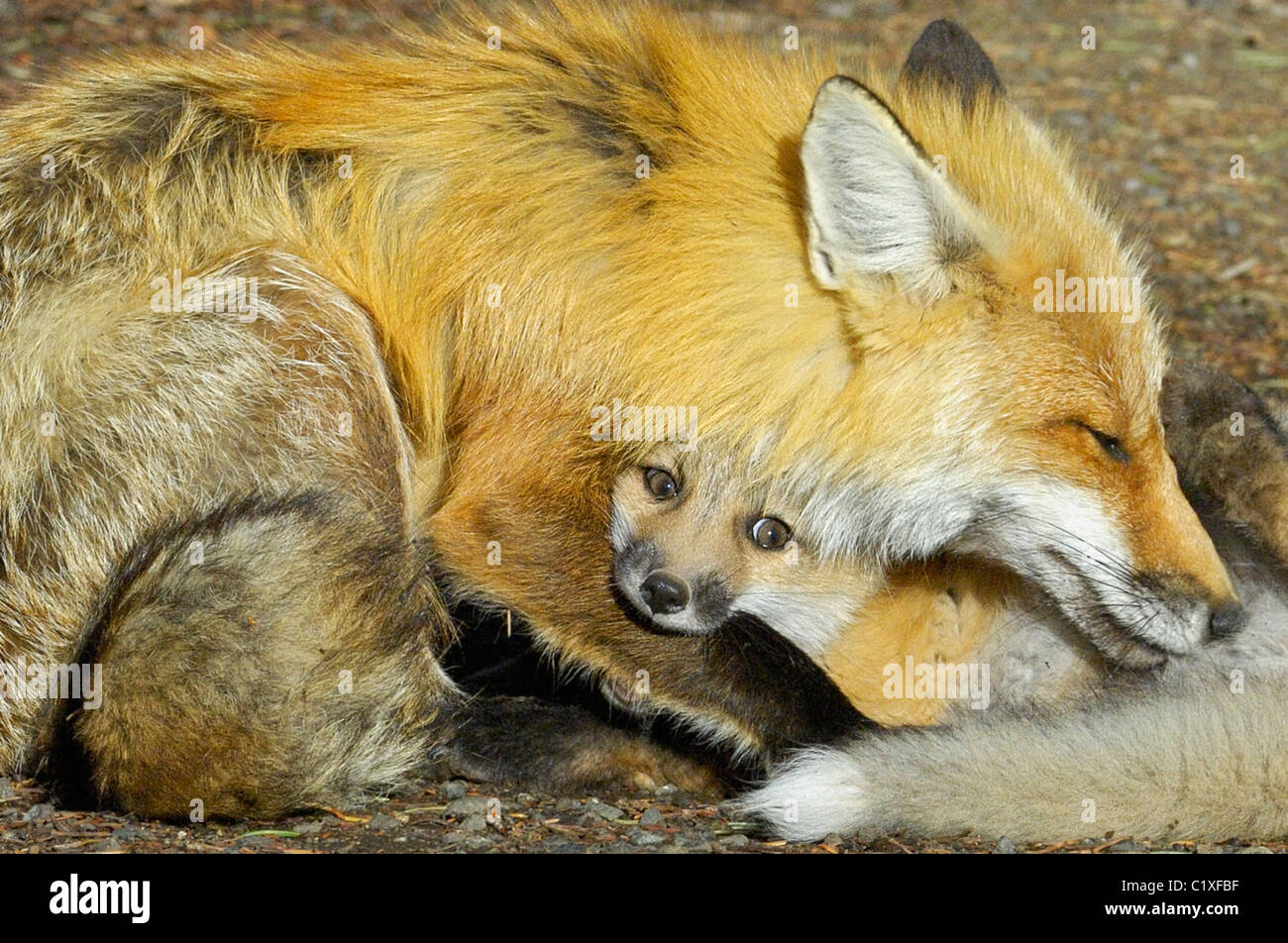 Une mère red fox câline son bébé. Banque D'Images