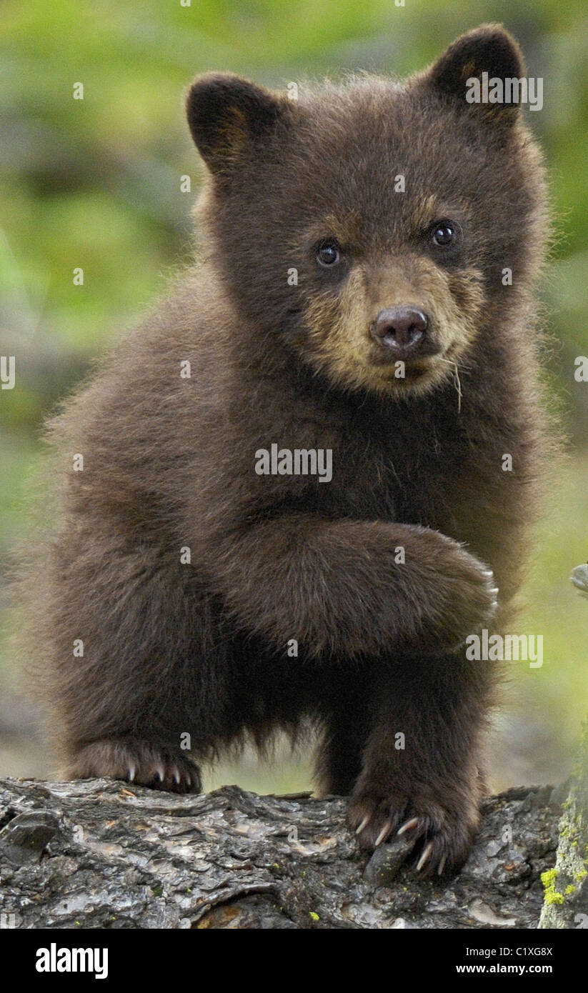 Portrait d'un vertical Cinnamon Bear cub Banque D'Images