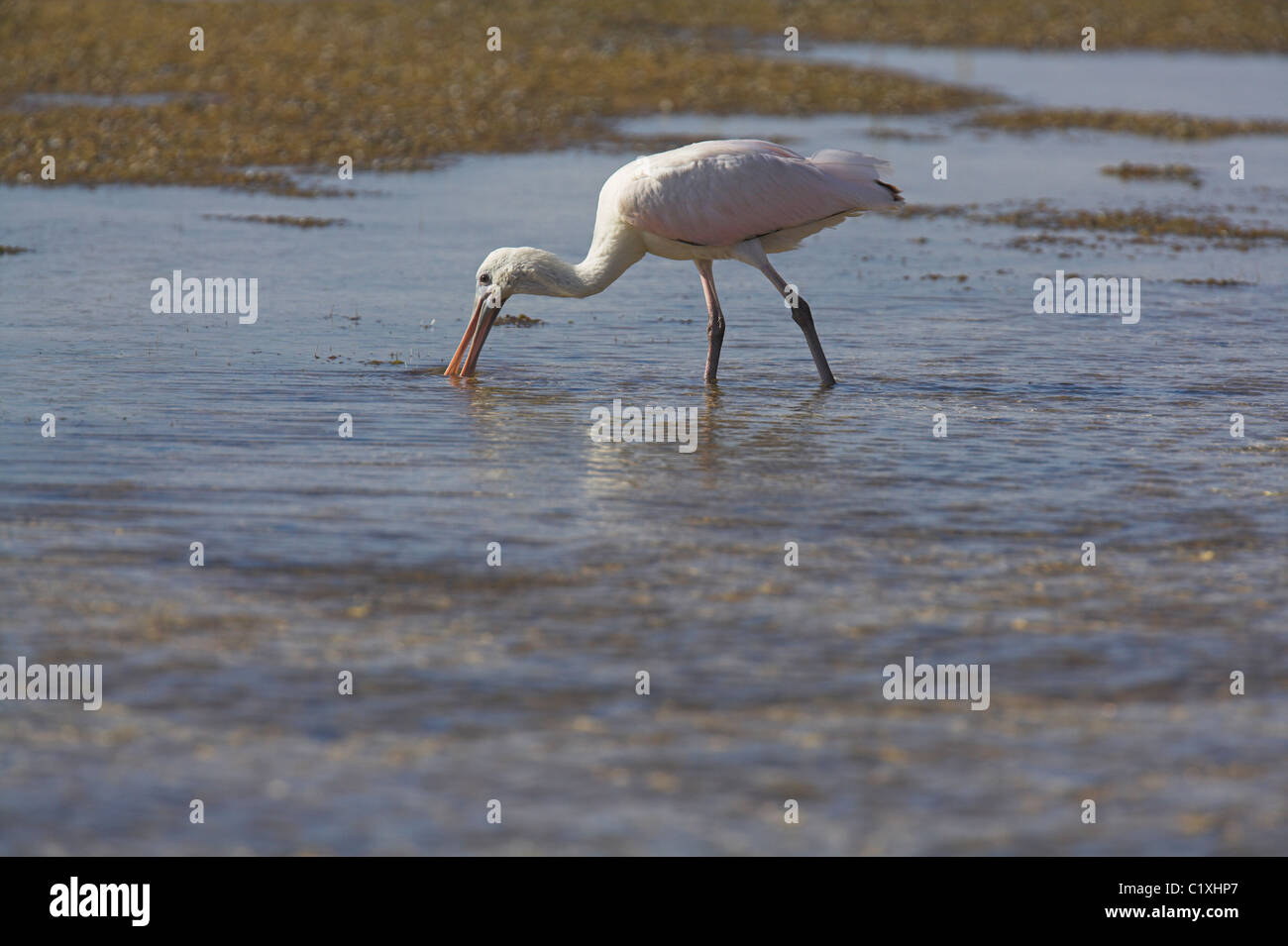 Alimentation ajaja Roseate Spoonbill Ajaja dans l'eau à Cayos Paredón Grande, République de Cuba en avril. Banque D'Images