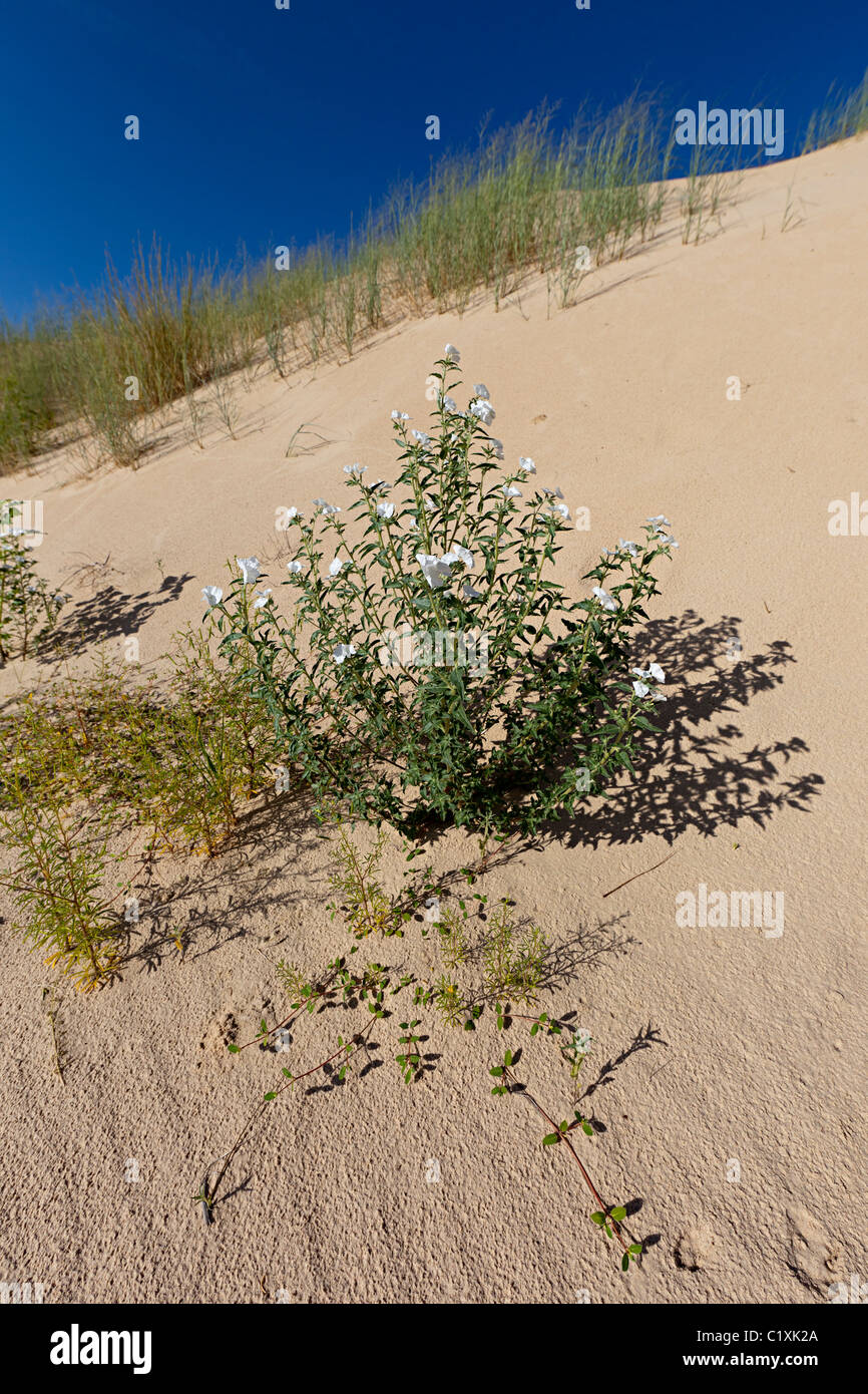 Parfumées Heliotrope Heliotropium convolvulaceum Monahans Sand Hills State Park New York USA Banque D'Images